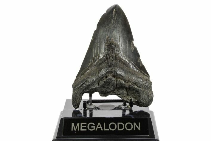 Bargain, Fossil Megalodon Tooth - South Carolina #370003